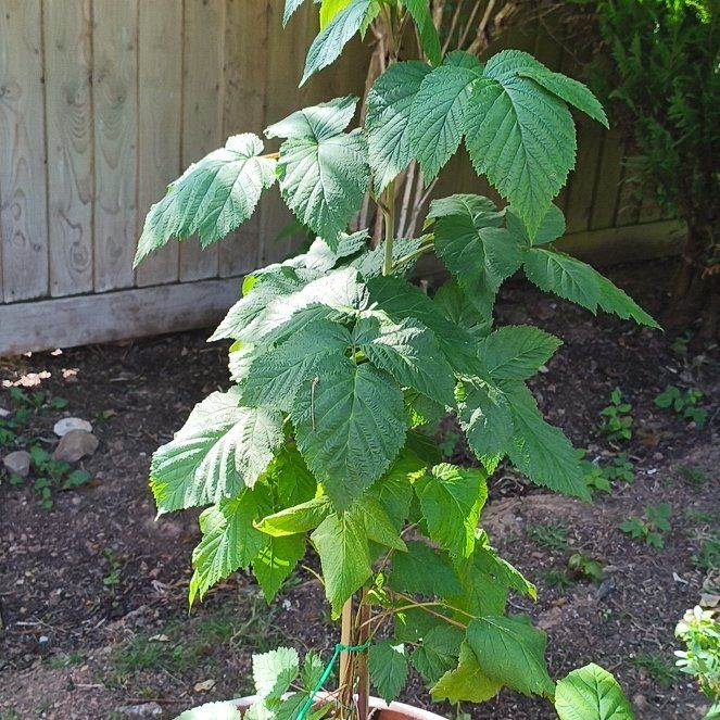 Photo of the plant species European Red Raspberry by @TastyHarebell37 named Figyonce on Greg, the plant care app