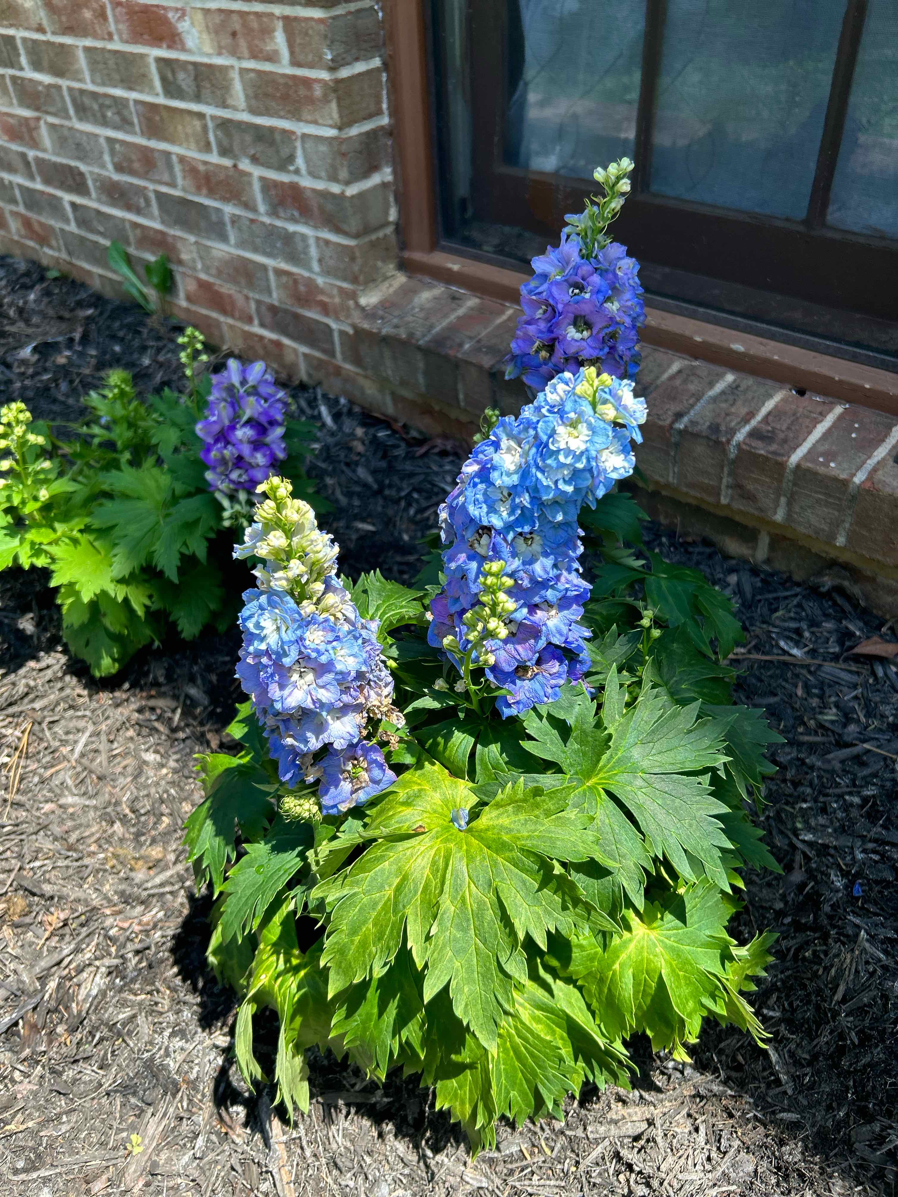 Photo of the plant species Delphinium elatum subsp. nacladense by @CuriousFlaxsilk named Lavender on Greg, the plant care app