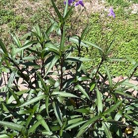 Photo of the plant species Mexican Bluebell by @CuriousFlaxsilk named Clooney on Greg, the plant care app