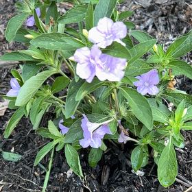 Photo of the plant species Wild Petunia by @CuriousFlaxsilk named Peter Parker on Greg, the plant care app