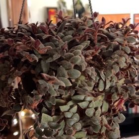 Photo of the plant species Teddy Bear Vine by @CuriousFlaxsilk named Sir Plancelot on Greg, the plant care app