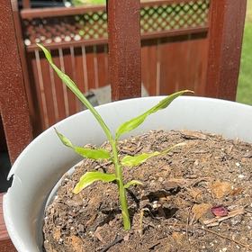 Photo of the plant species Ginger Root by @LimberBeans39 named Lola on Greg, the plant care app