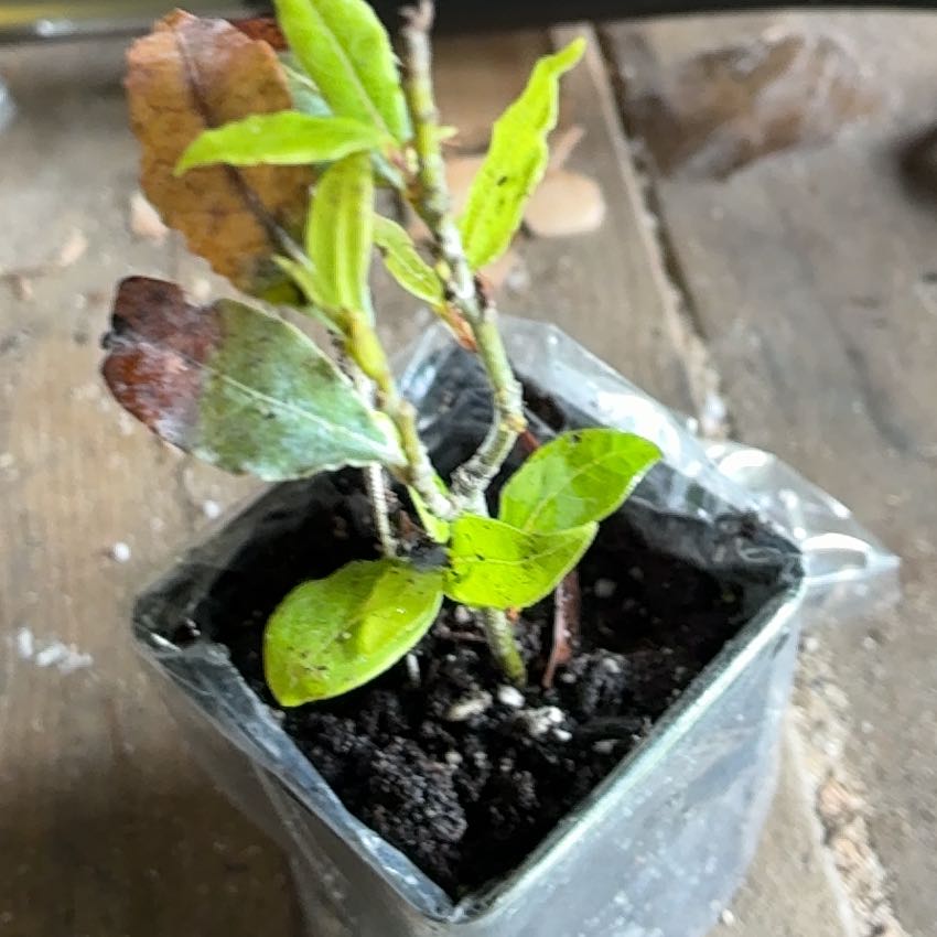 Photo of the plant species Bay Laurel by @GodsendKawaka1 named Sol on Greg, the plant care app