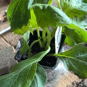 Photo of the plant species Patchouli by @GodsendKawaka1 named Wall-E on Greg, the plant care app