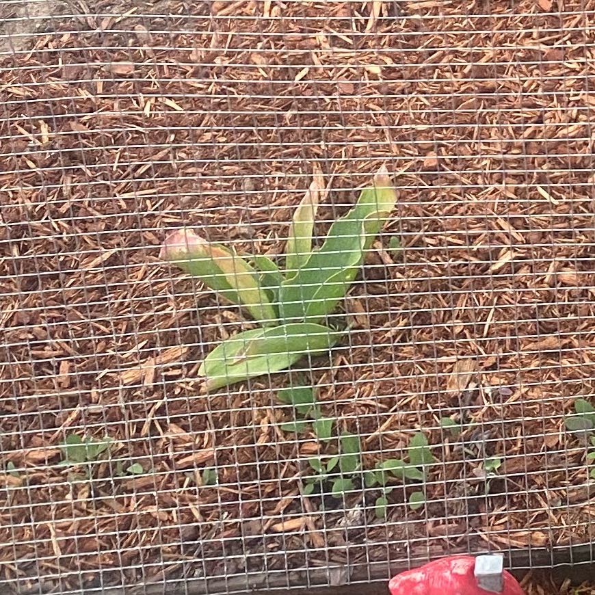 Photo of the plant species Garden Tulip by @SmoothWorm19 named Orwell on Greg, the plant care app