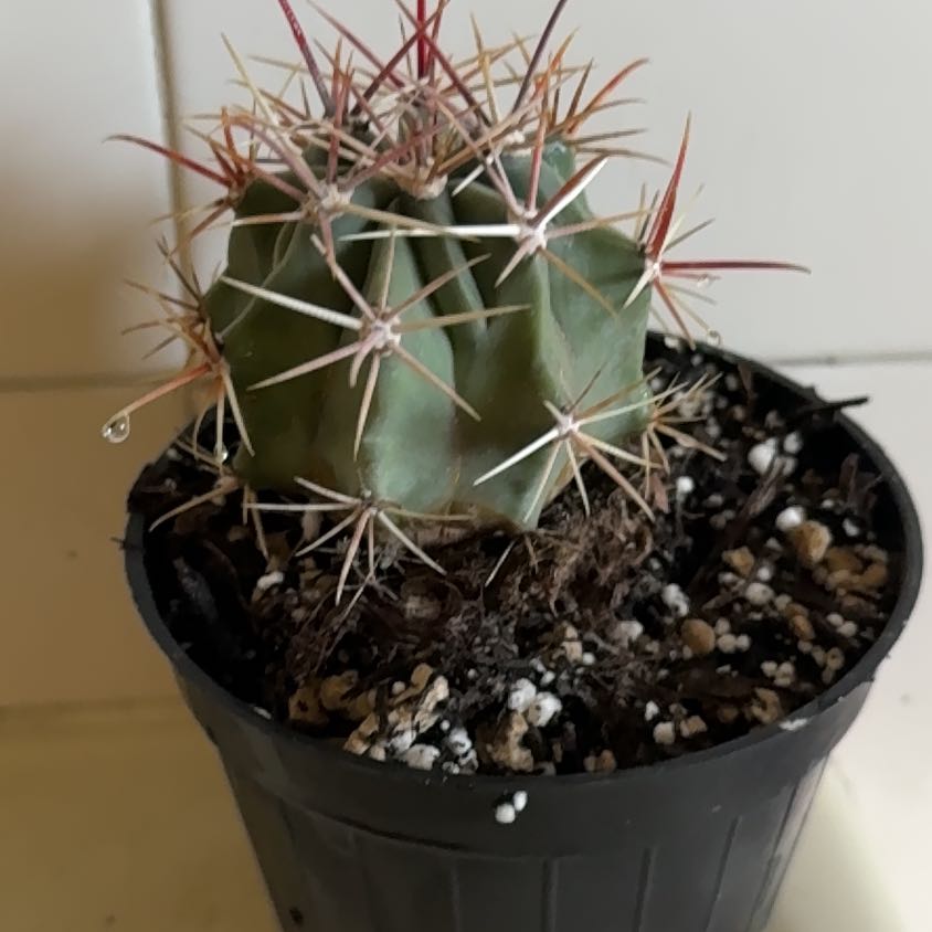 Photo of the plant species Emory's Barrel Cactus by @HolyPecan72 named Ferocactus on Greg, the plant care app