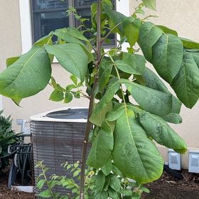 Photo of the plant species English Walnut by @FlashyTupeia18 named Spike Leaves on Greg, the plant care app