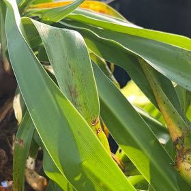 Photo of the plant species New Zealand Rock Lily by @FlashyTupeia18 named Bigleef Smalls on Greg, the plant care app