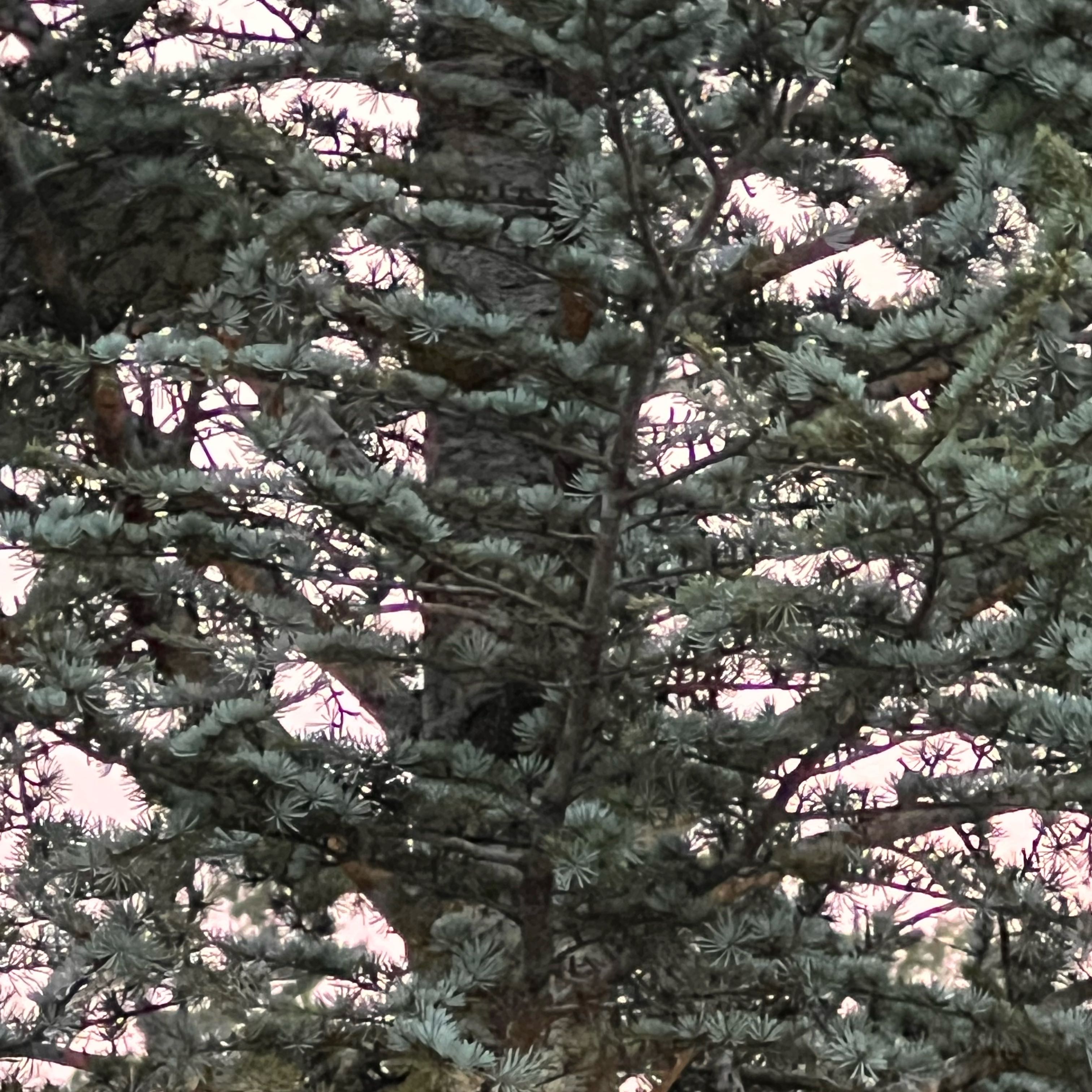 Photo of the plant species Colorado Spruce by @FlashyTupeia18 named Queen on Greg, the plant care app
