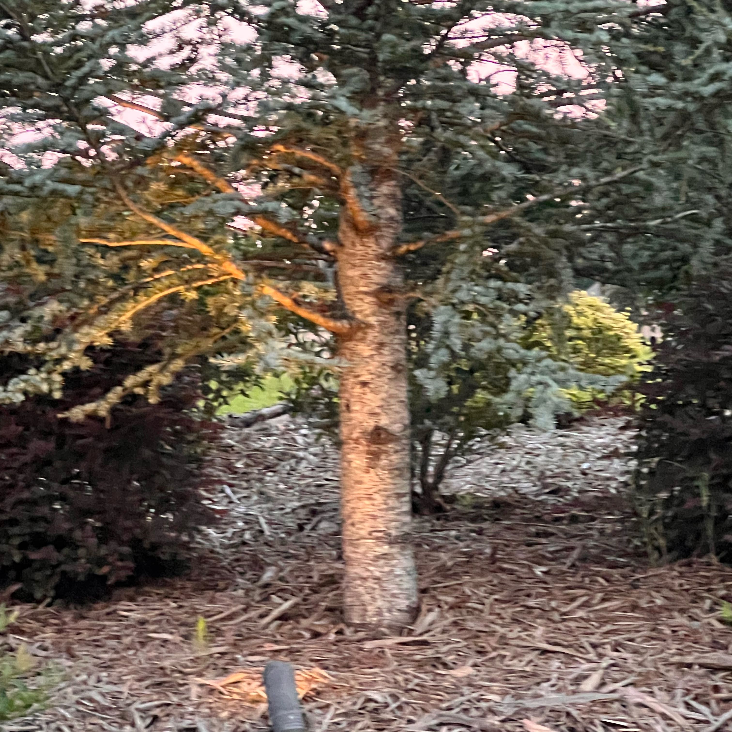 Photo of the plant species Silver Fir by @FlashyTupeia18 named Drake on Greg, the plant care app