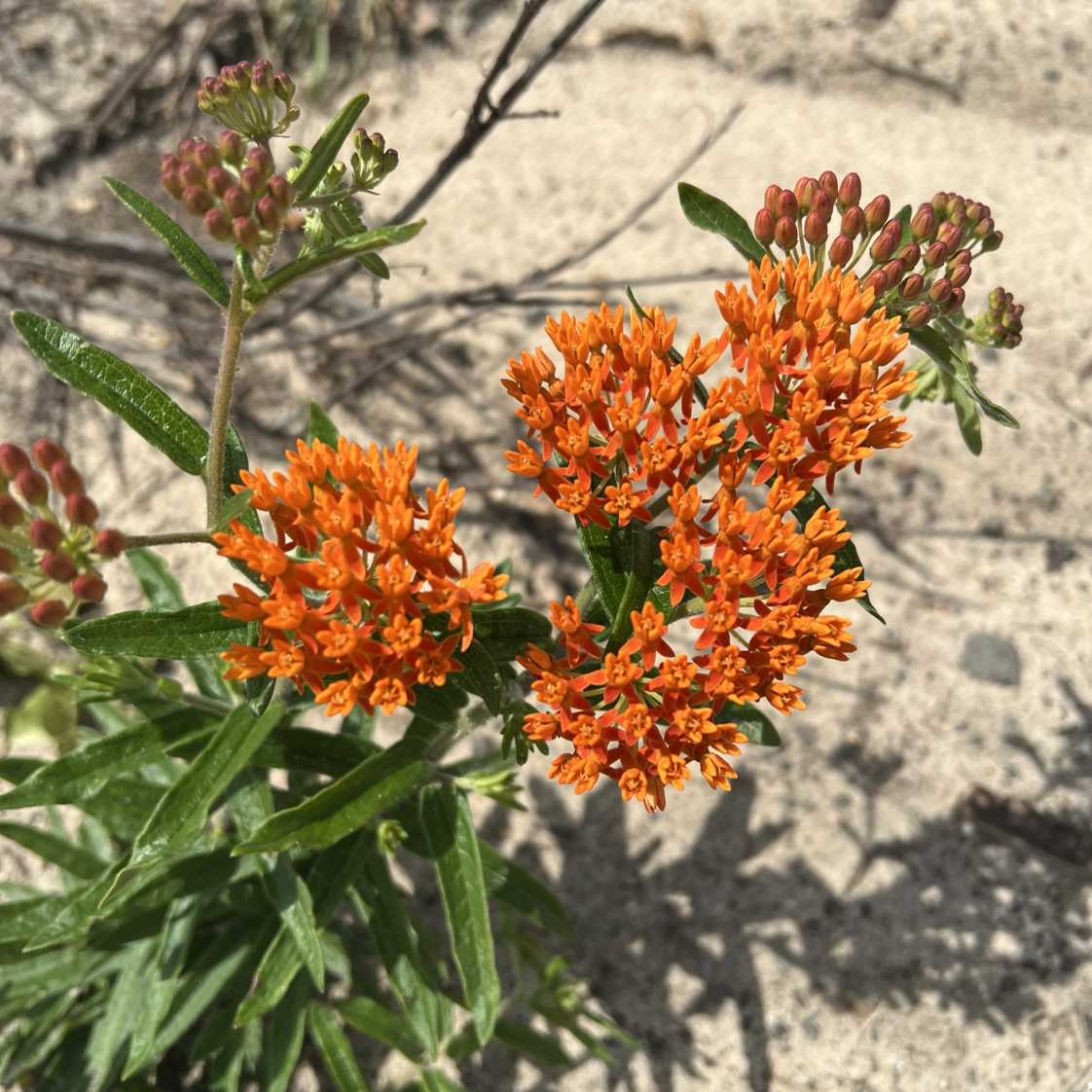 Photo of the plant species Butterfly Weed by @FlashyTupeia18 named Leonardo on Greg, the plant care app