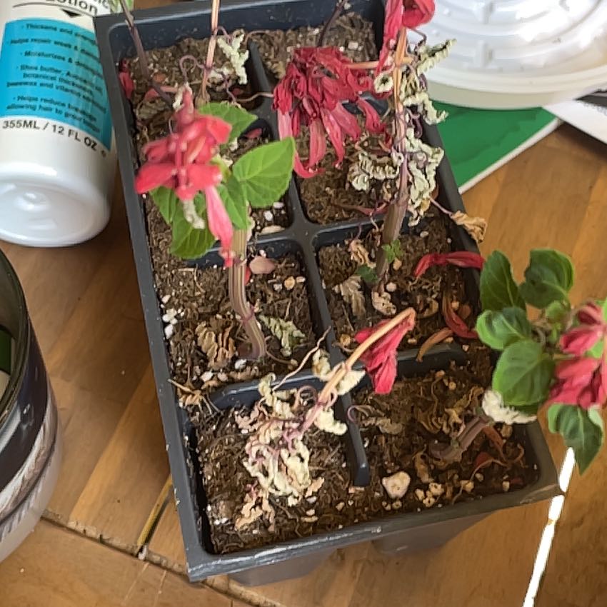 Photo of the plant species Scarlet Sage by @WinWineberry31 named Anne on Greg, the plant care app