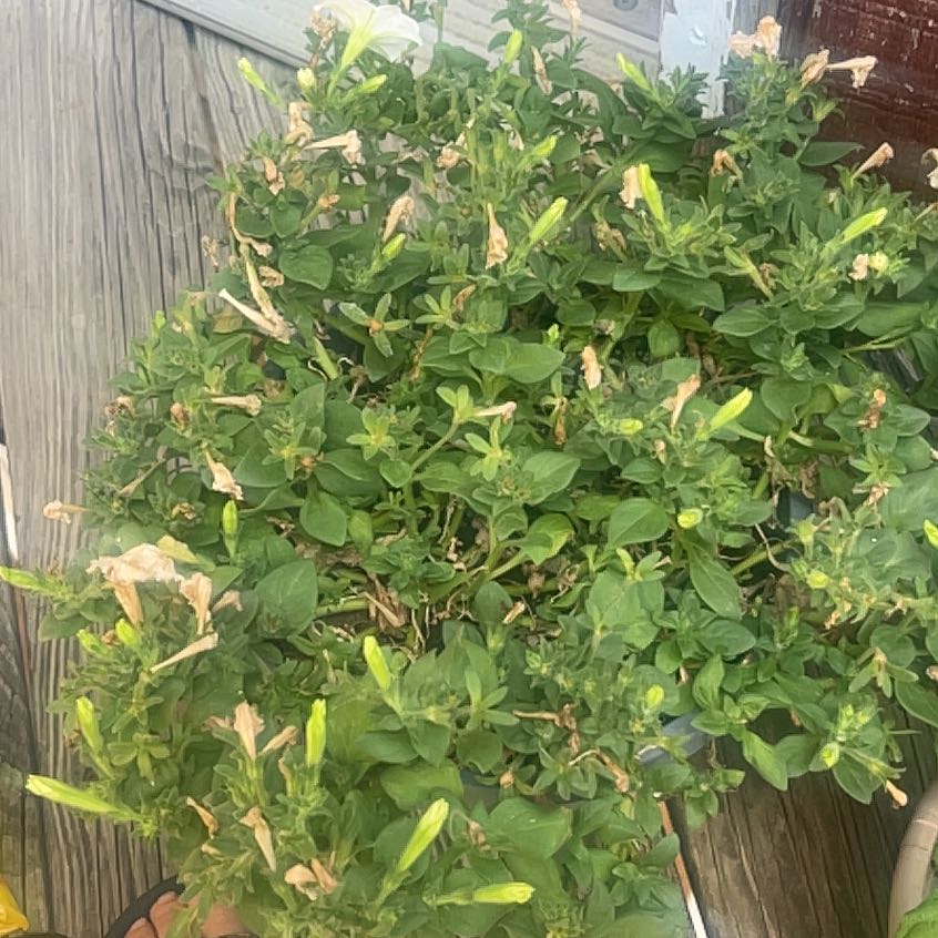 Photo of the plant species Petunia by @FineBentgrass1 named Madonna on Greg, the plant care app