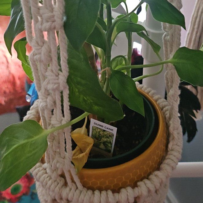 Photo of the plant species Dumb Cane by @KindRosea95 named Peter Parker on Greg, the plant care app