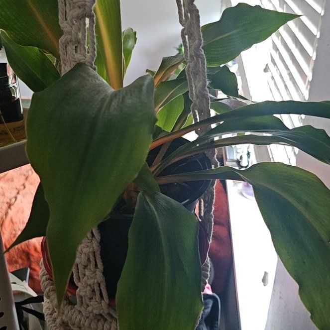 Photo of the plant species Mandarin Spider Plant by @KindRosea95 named Robert Plant on Greg, the plant care app