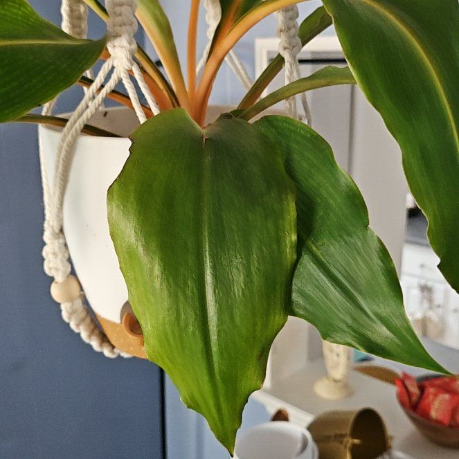 Photo of the plant species Mandarin Spider Plant by @KindRosea95 named Charlotte on Greg, the plant care app