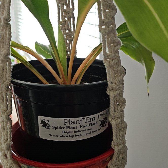 Photo of the plant species Mandarin Spider Plant by @KindRosea95 named Aragog on Greg, the plant care app