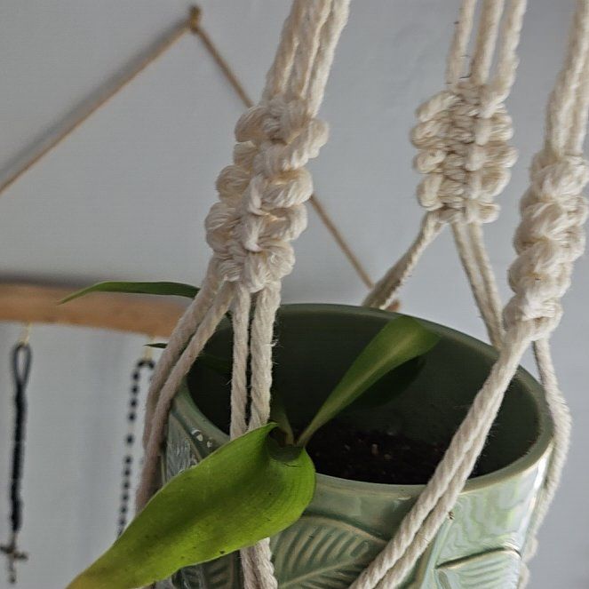 Photo of the plant species Mandarin Spider Plant by @KindRosea95 named Shelob on Greg, the plant care app