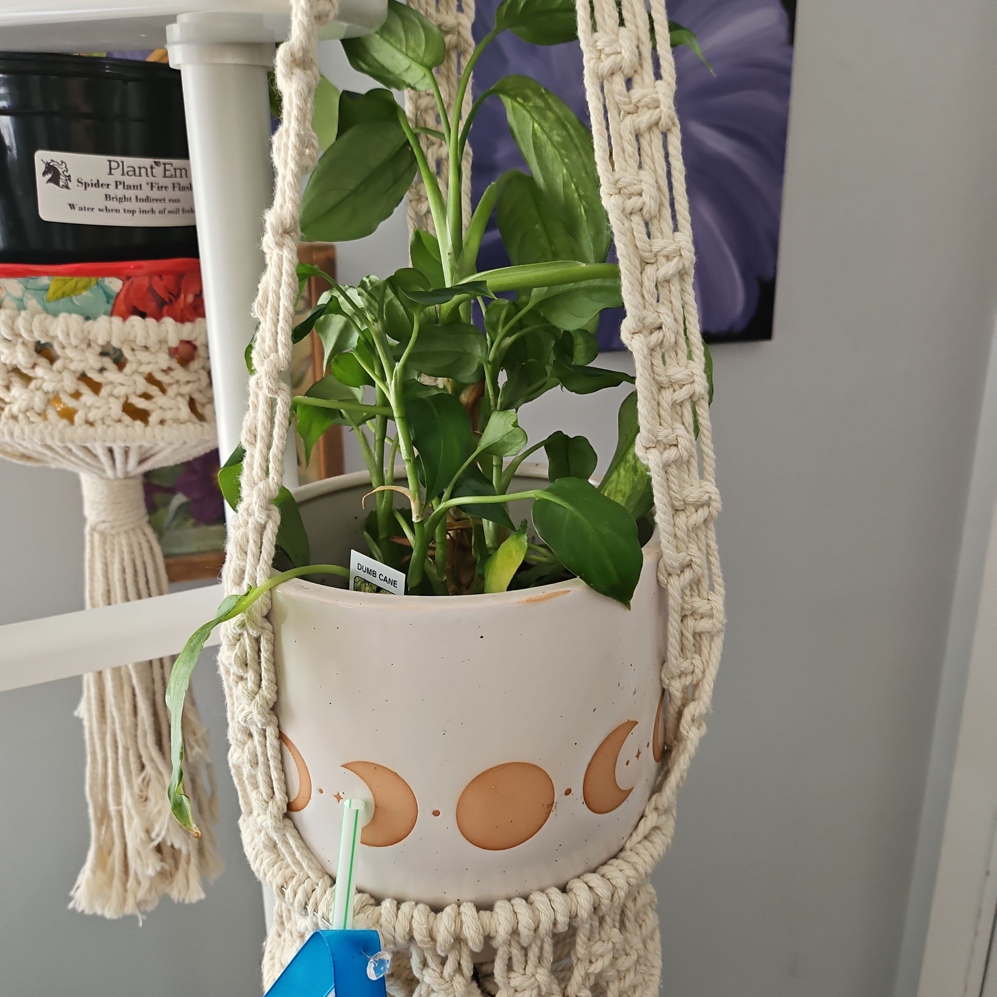 Photo of the plant species Dumb Cane by @KindRosea95 named Marie Laveau on Greg, the plant care app