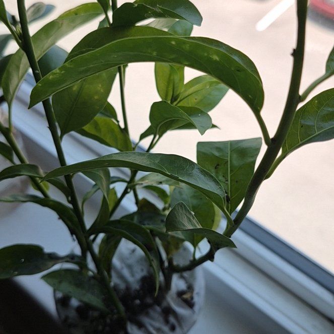 Photo of the plant species Night-Blooming Jessamine by @EnduringCanna97 named Violet on Greg, the plant care app