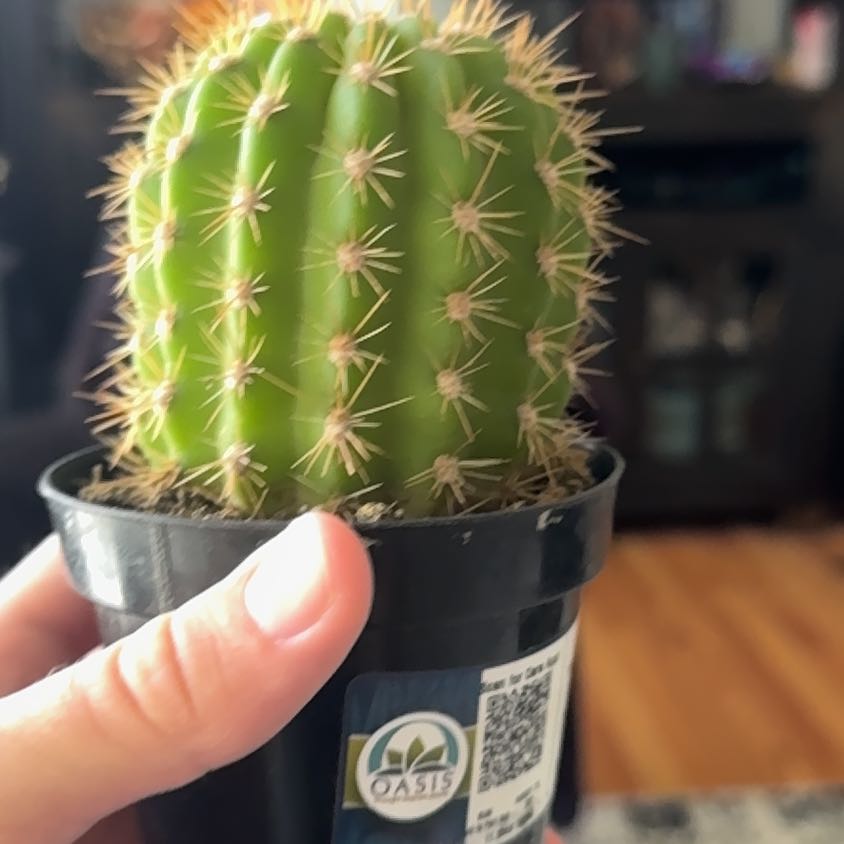 Photo of the plant species Torch Cactus by @ZingCaperbush64 named Bob on Greg, the plant care app
