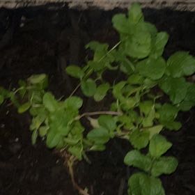 Photo of the plant species Mint by @unreadplottwist named Mark on Greg, the plant care app