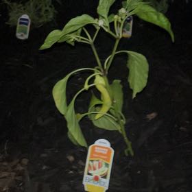 Photo of the plant species Banana Pepper by @unreadplottwist named Barry on Greg, the plant care app