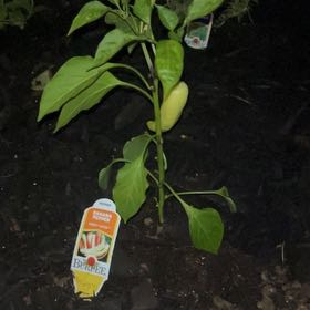 Photo of the plant species Banana Pepper by @unreadplottwist named Bonnie on Greg, the plant care app