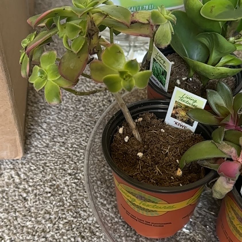 Photo of the plant species Aeonium 'Kiwi' by @RichKale21 named Wall-E on Greg, the plant care app