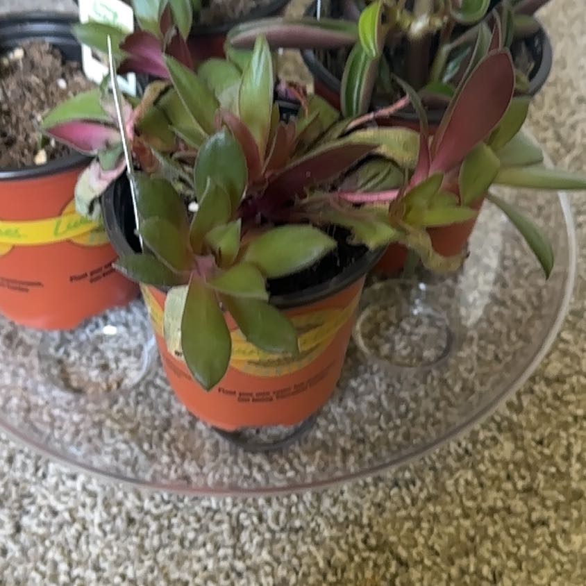 Photo of the plant species Crassula Orbicularis by @RichKale21 named Marley on Greg, the plant care app