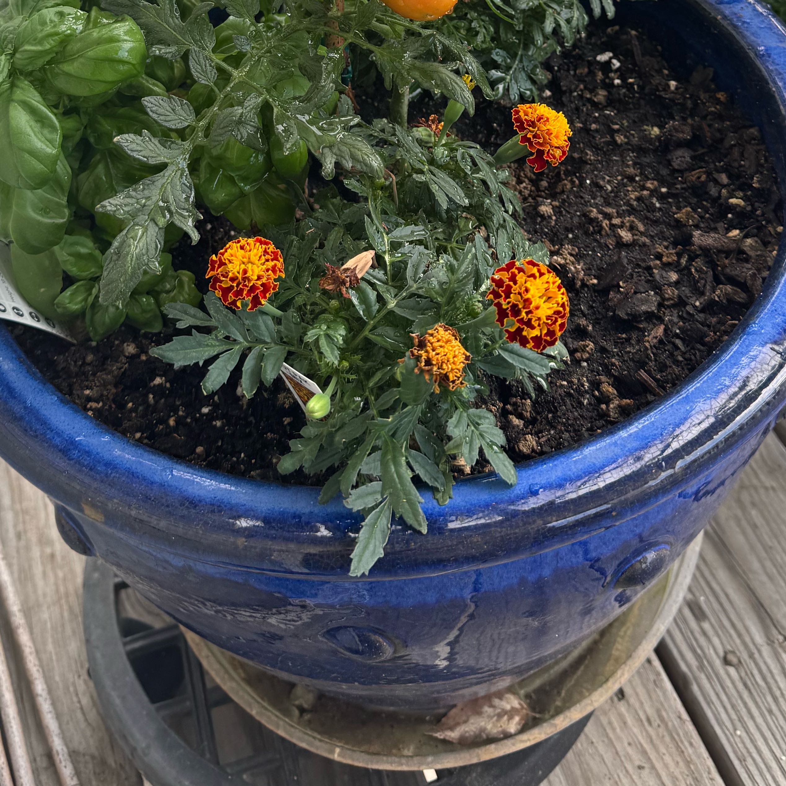 Photo of the plant species Marigold by @IdealFivespot76 named Harmony on Greg, the plant care app
