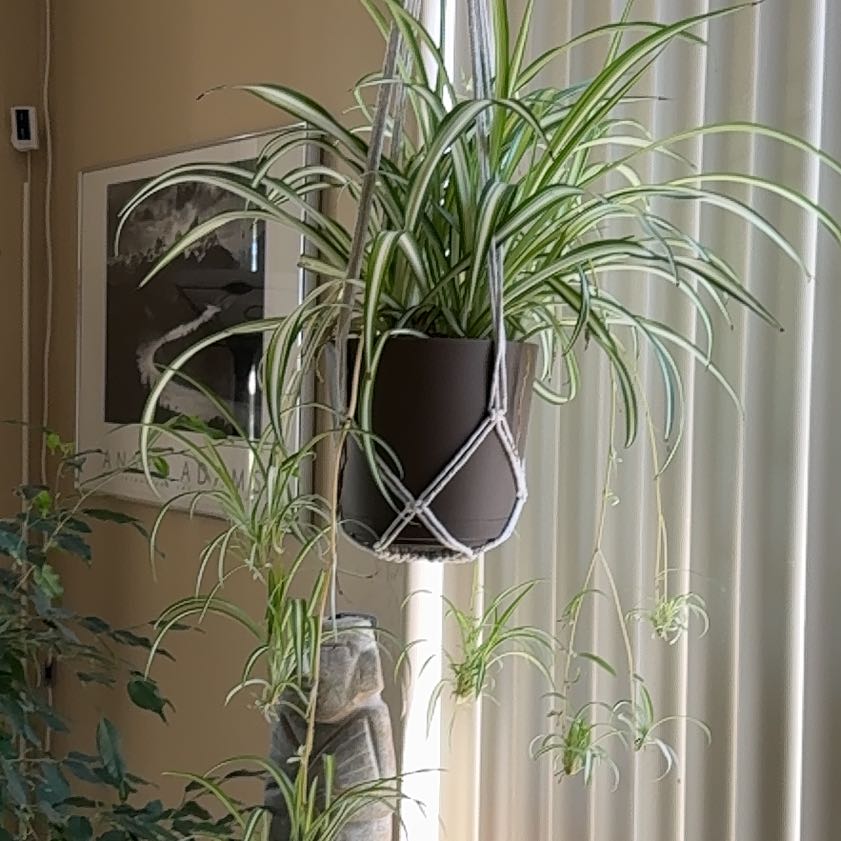 Photo of the plant species Rhipsalis baccifera by @CoolTimeout50 named Hamilton on Greg, the plant care app
