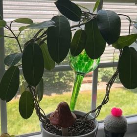Photo of the plant species Stephanotis by @UberEncina65 named Trying to die on Greg, the plant care app