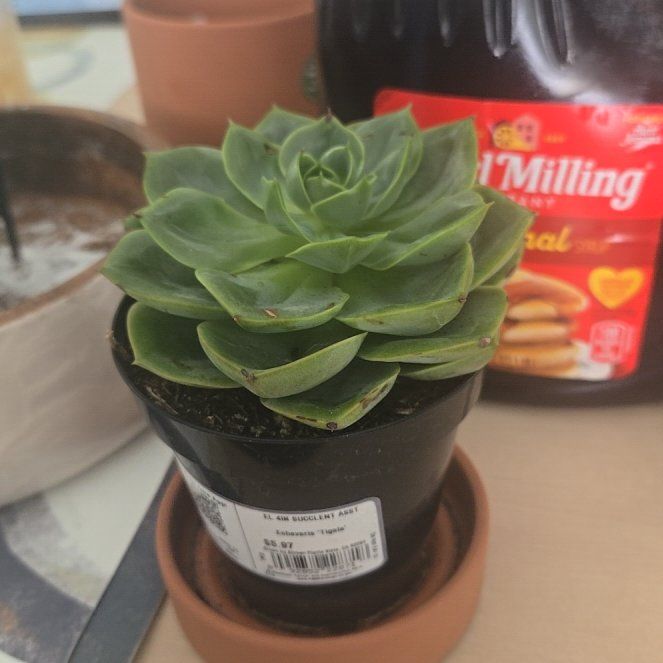 Photo of the plant species Echeveria 'Tigela' by @ParagonofOnion named plant on Greg, the plant care app