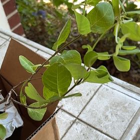 Photo of the plant species Coral Honeysuckle by @SupremeBalsam60 named Spike Leaves on Greg, the plant care app