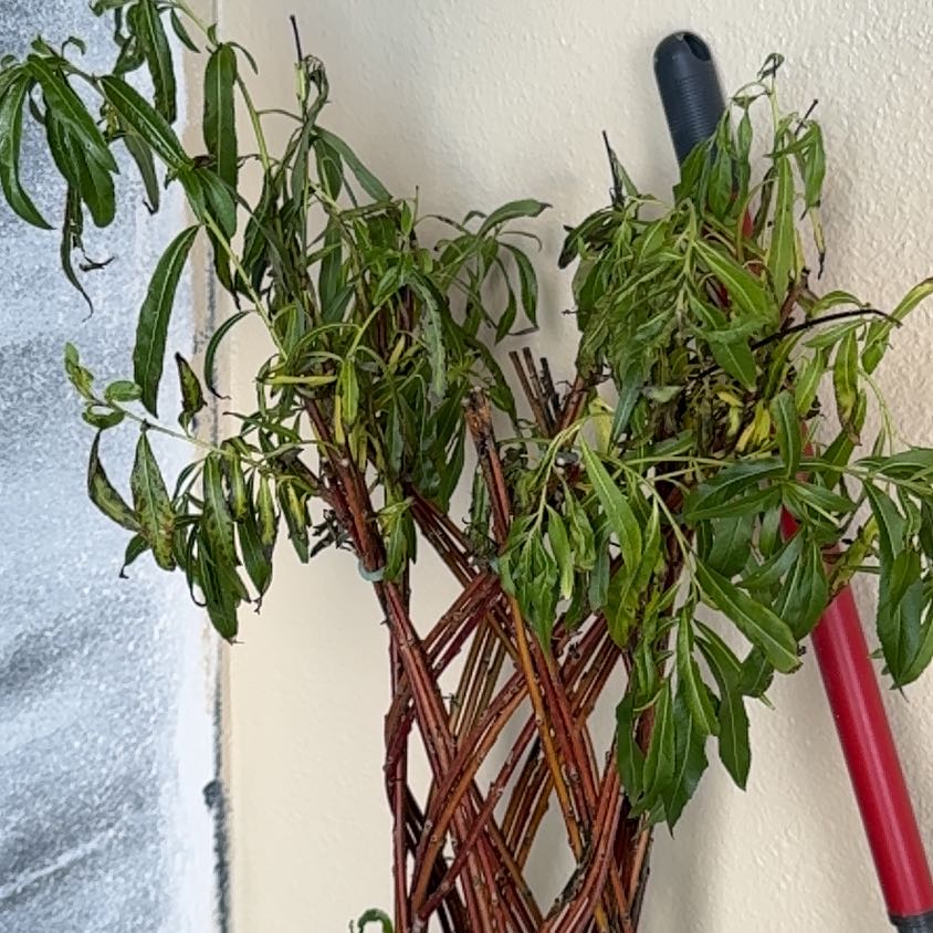 Photo of the plant species Corkscrew Willow by @JazzyGrass50 named Marley on Greg, the plant care app