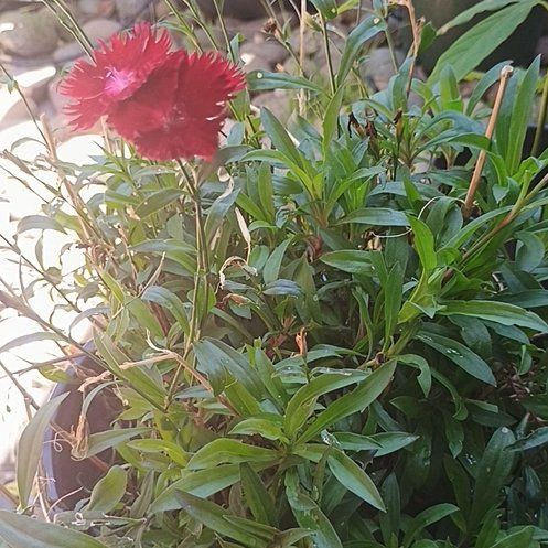 Photo of the plant species Sweet William by @ChiefPinkruby79 named Gaga on Greg, the plant care app