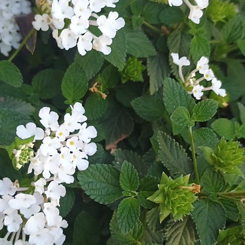 Photo of the plant species Purple Lantana by @ChiefPinkruby79 named Keanu Leaves on Greg, the plant care app