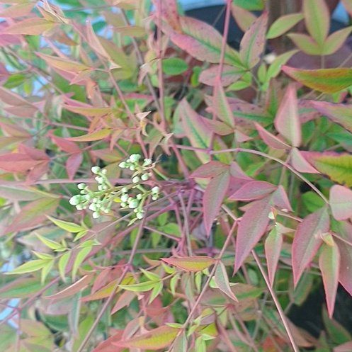 Photo of the plant species Sacred Bamboo by @ChiefPinkruby79 named Scarlett on Greg, the plant care app