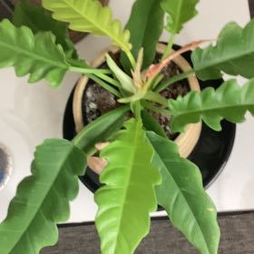 Photo of the plant species Golden crocodile philodendron by @ZealousBoxholly named Duke on Greg, the plant care app