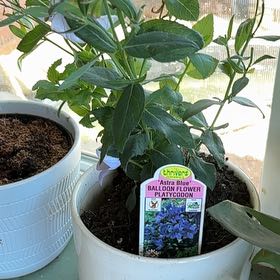 Photo of the plant species Balloon-Flower by @HipBonsi38 named Sigmund on Greg, the plant care app