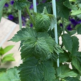Photo of the plant species European Red Raspberry by @SaintlyOlneya67 named Diana on Greg, the plant care app