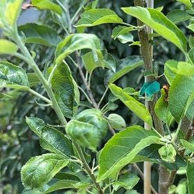 Photo of the plant species Apple by @SaintlyOlneya67 named Khaleesi on Greg, the plant care app