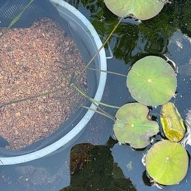 Photo of the plant species Nelumbo Lutea by @SaintlyOlneya67 named Spike Leaves on Greg, the plant care app