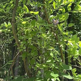 Photo of the plant species American Wisteria by @SaintlyOlneya67 named Dolores on Greg, the plant care app