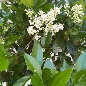 Photo of the plant species Waxleaf Privet by @SaintlyOlneya67 named Remington on Greg, the plant care app