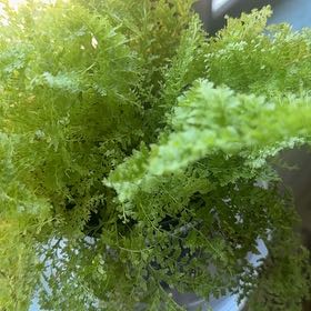 Photo of the plant species Cotton Candy Fern by @AgileYuzu76 named Khaleesi on Greg, the plant care app