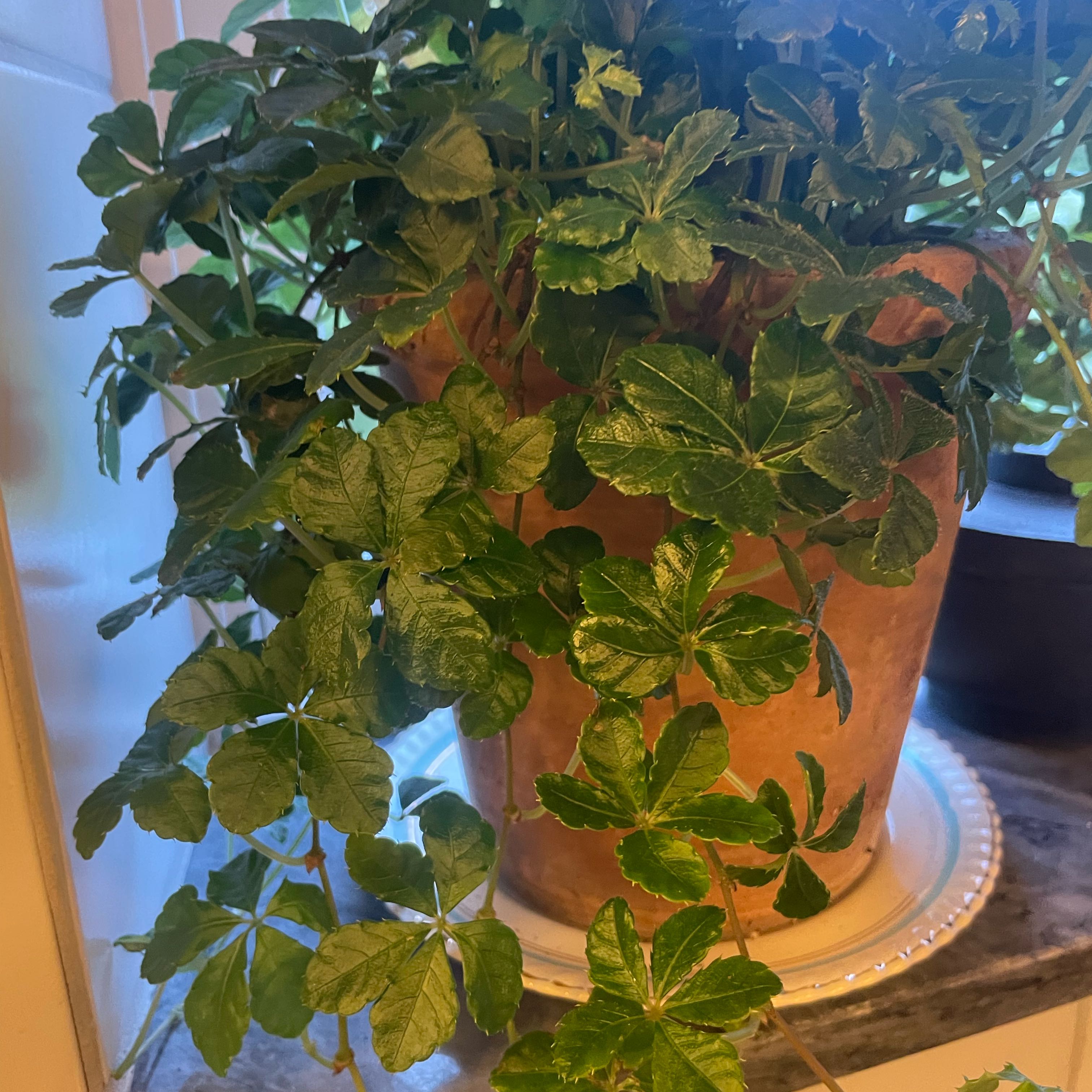 Photo of the plant species Cissus striata by @YummyWaxivy35 named Sugar Vine on Greg, the plant care app