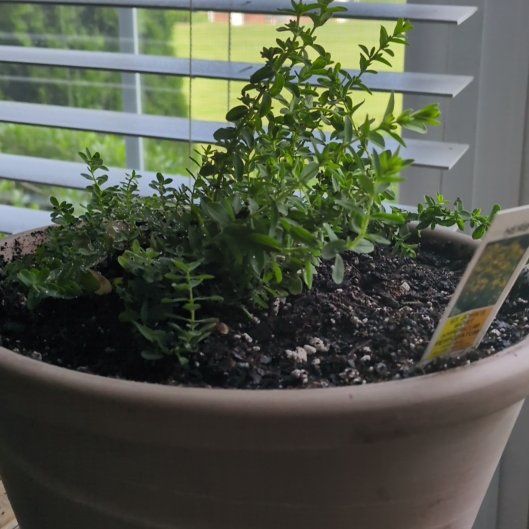 Photo of the plant species Common St. John's Wort by @VividPignut32 named John on Greg, the plant care app