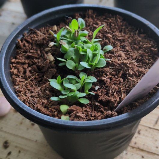 Photo of the plant species Purple Coneflower by @VividPignut32 named Leonardo on Greg, the plant care app